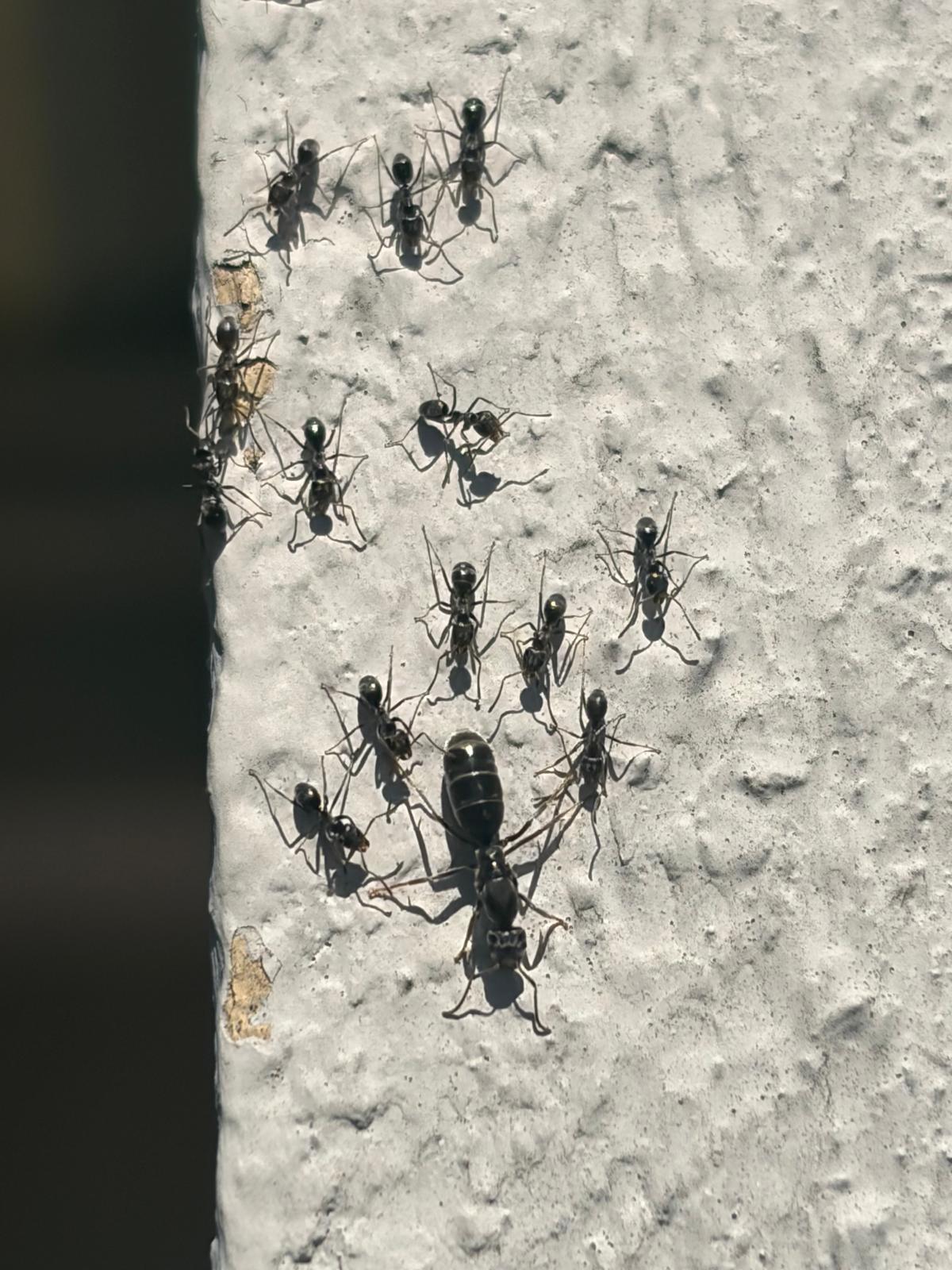 Black ants and reproductive ants