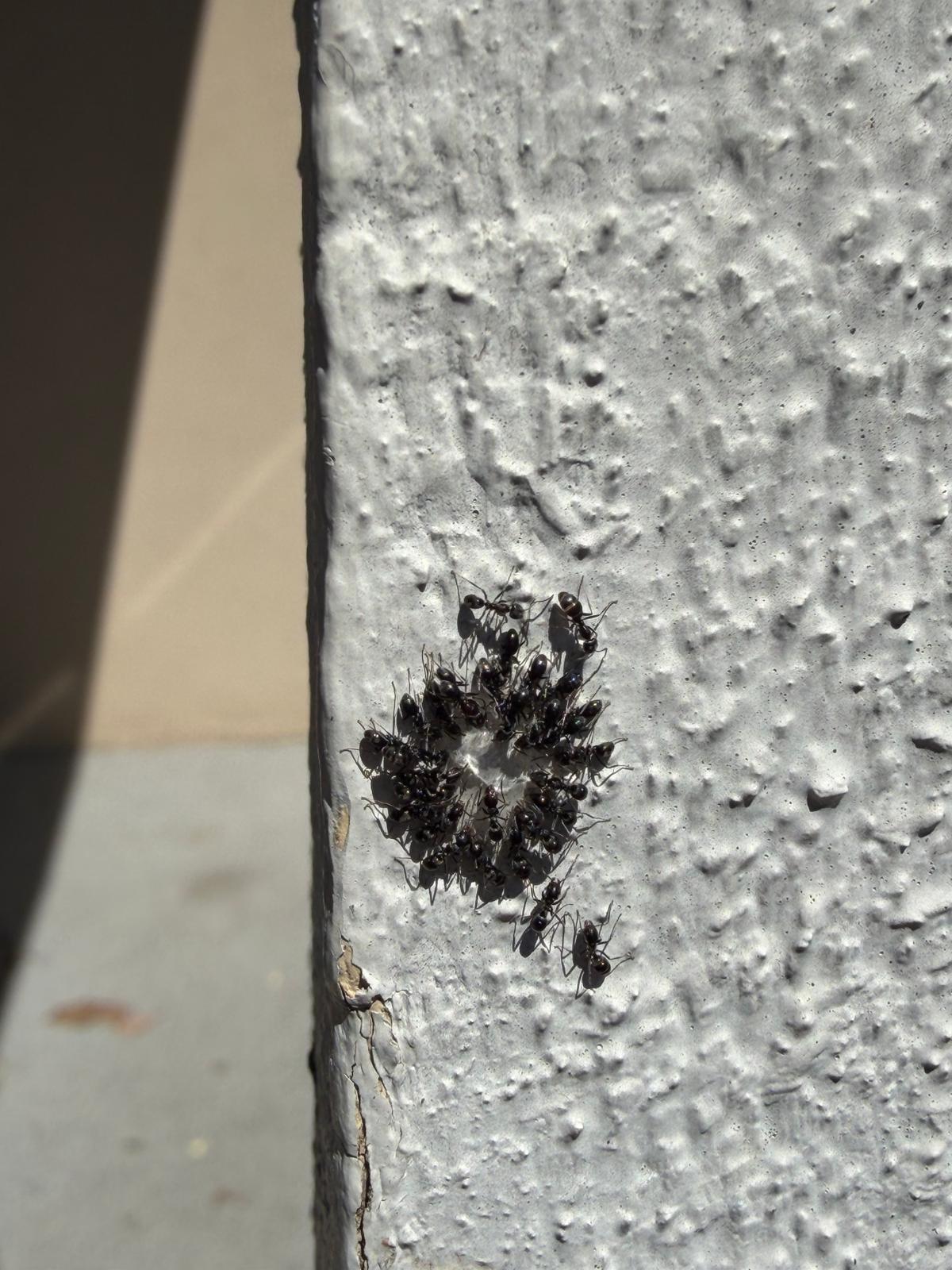 Black ants feeding on bait