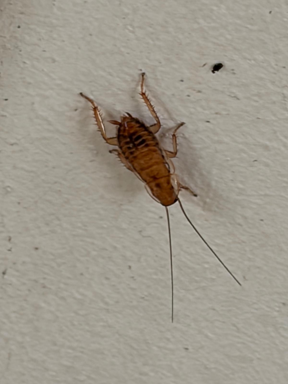German cockroach