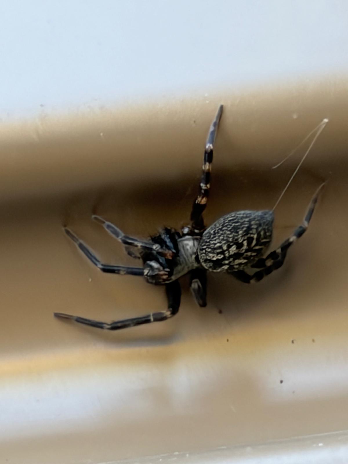 Likely black house spider