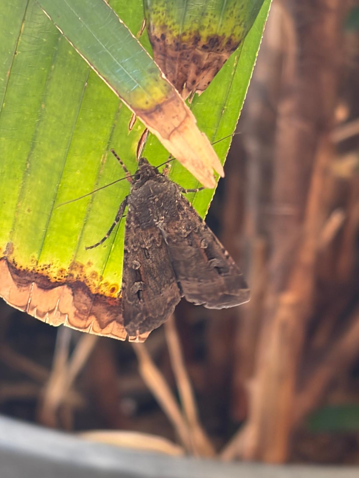 Bogong moth (Agrotis infusa)